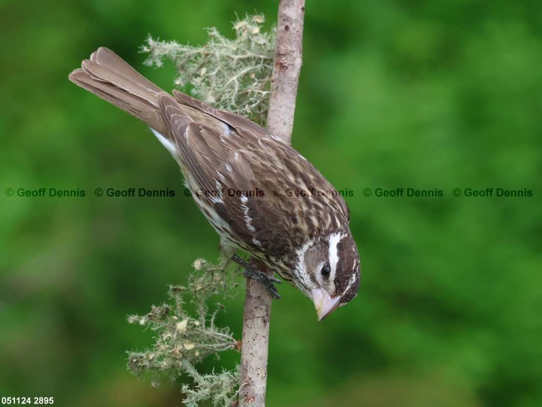 RBGB-BX_Rose-breasted-Grosbeak