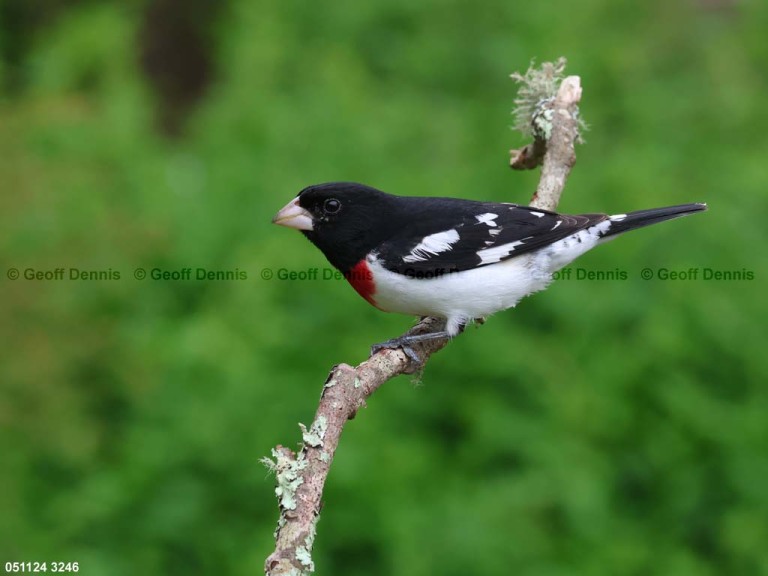 RBGB-BY_Rose-breasted-Grosbeak