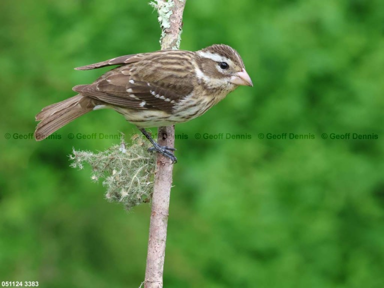 RBGB-BZ_Rose-breasted-Grosbeak