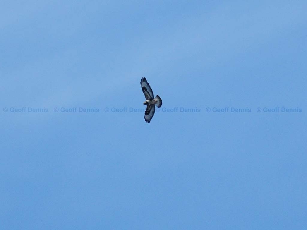 RLHA-AA_Rough-legged-Hawk