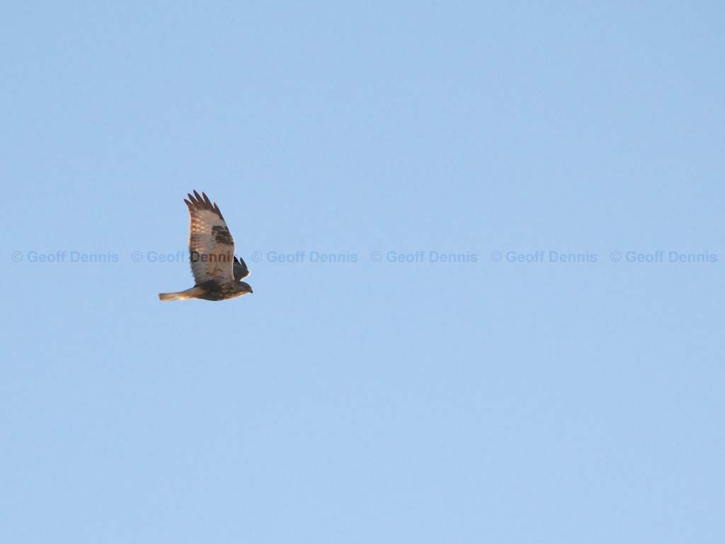 RLHA-AB_Rough-legged-Hawk