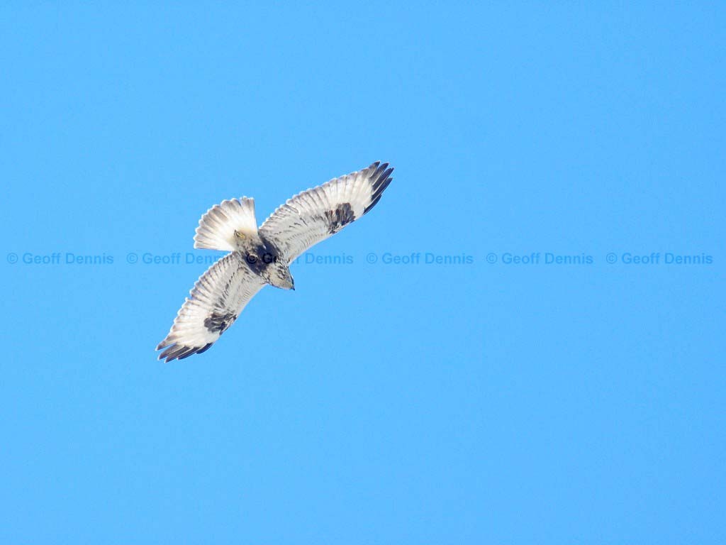 RLHA-AC_Rough-legged-Hawk