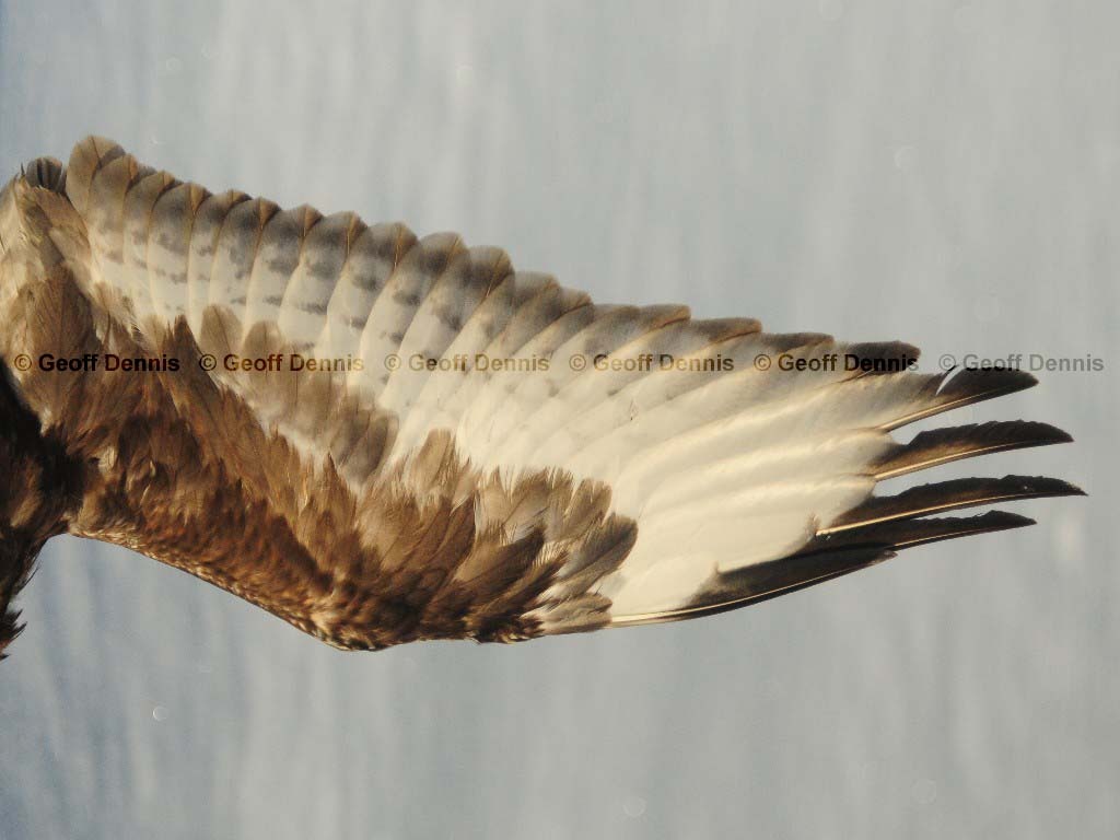RLHA-AD_Rough-legged-Hawk