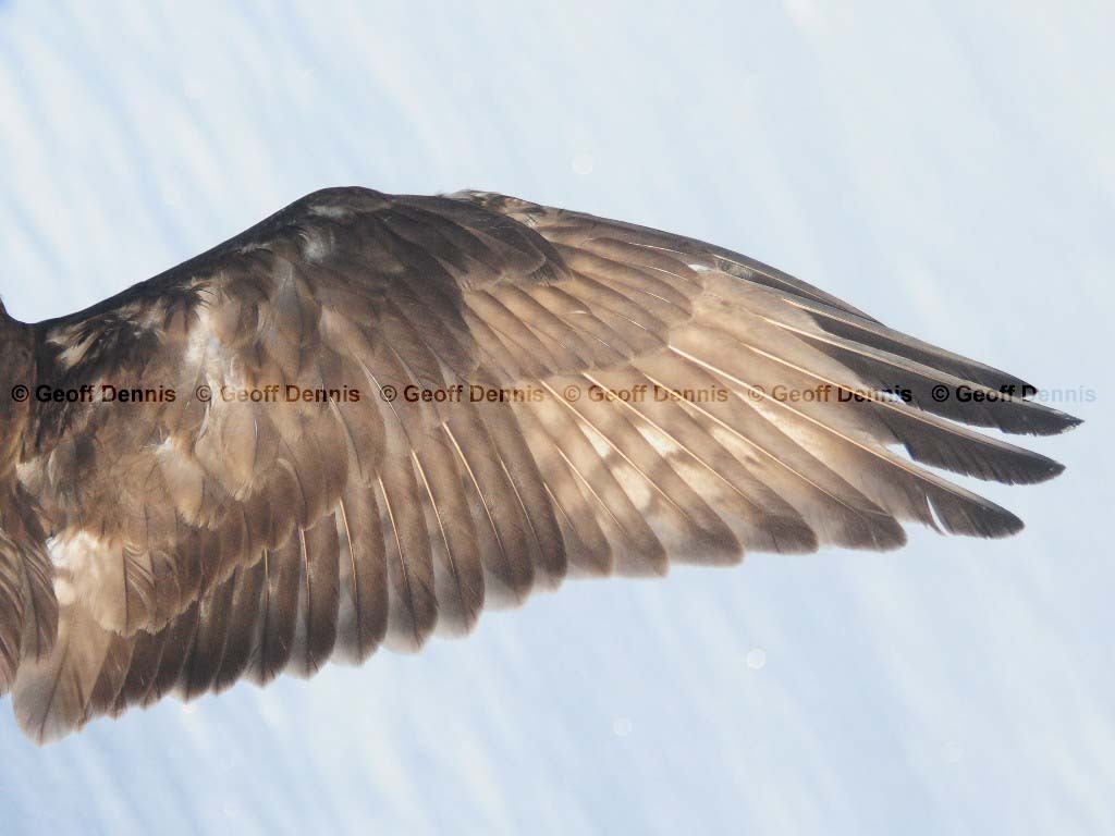 RLHA-AE_Rough-legged-Hawk