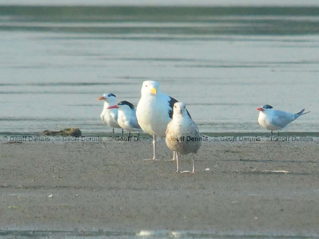 ROTE-AA_Royal-Tern
