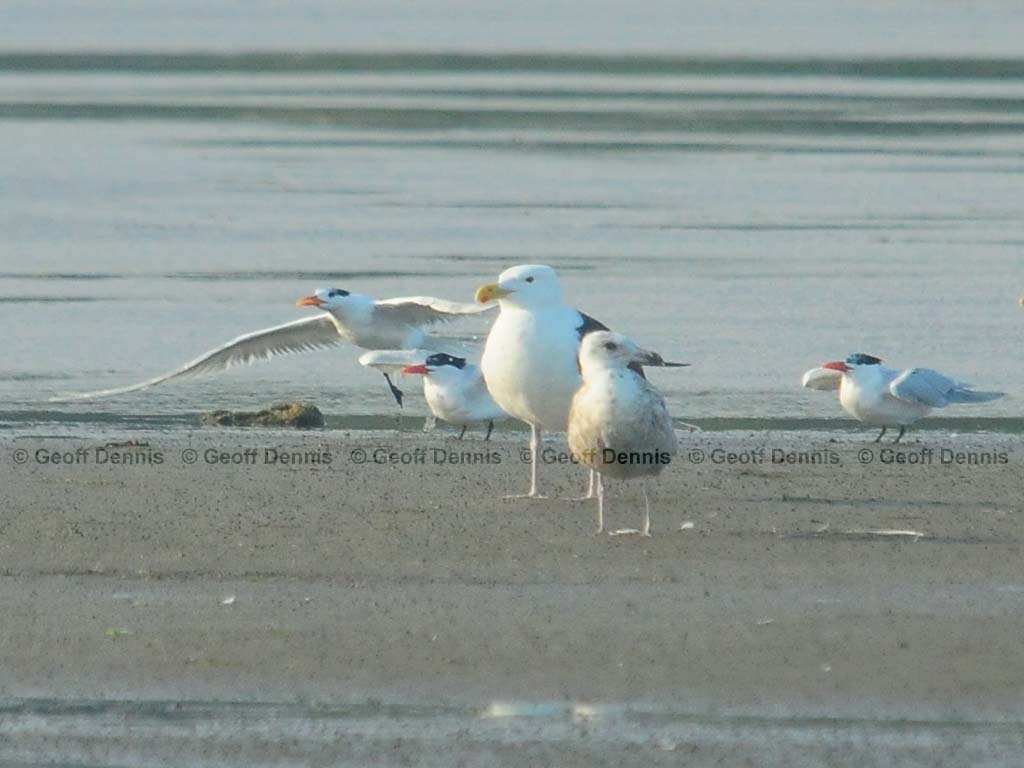 ROTE-AB_Royal-Tern