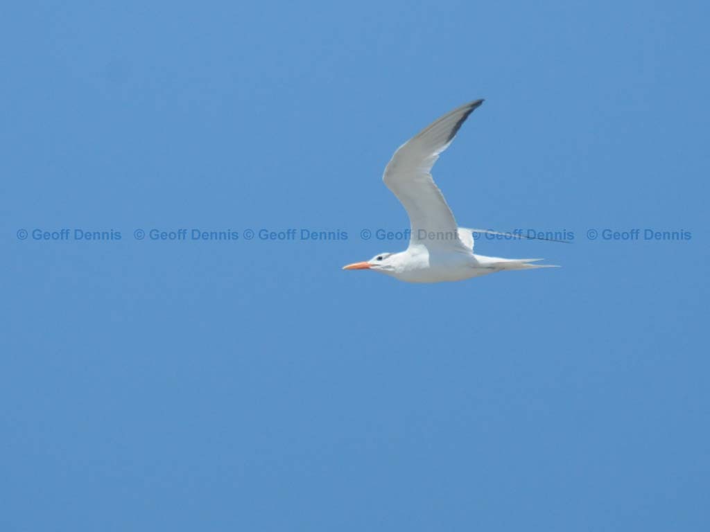ROTE-AC_Royal-Tern