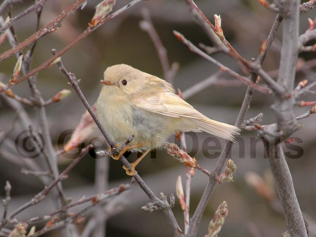 RCKI-AA_Ruby-crowned-Kinglet
