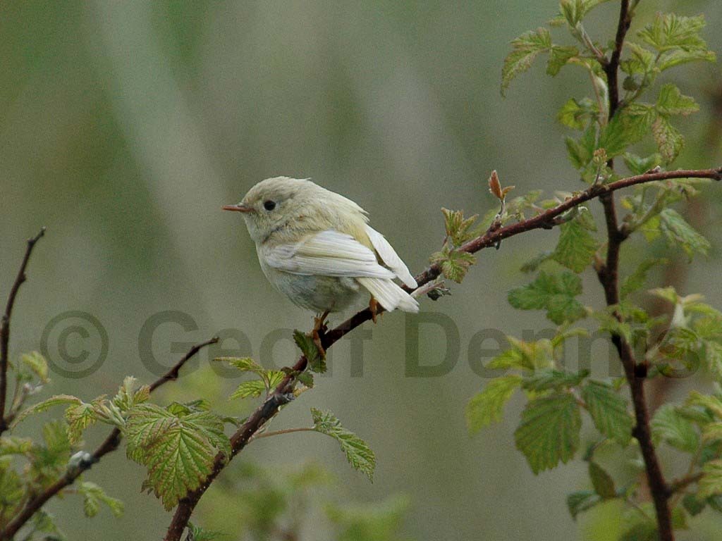 RCKI-AB_Ruby-crowned-Kinglet