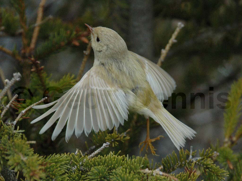 RCKI-AC_Ruby-crowned-Kinglet