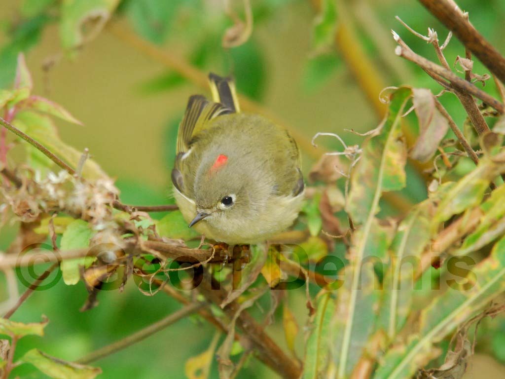 RCKI-AD_Ruby-crowned-Kinglet