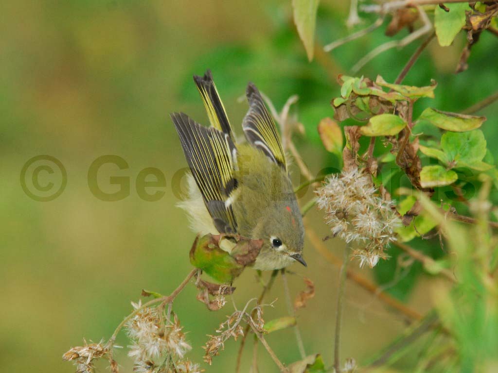 RCKI-AE_Ruby-crowned-Kinglet