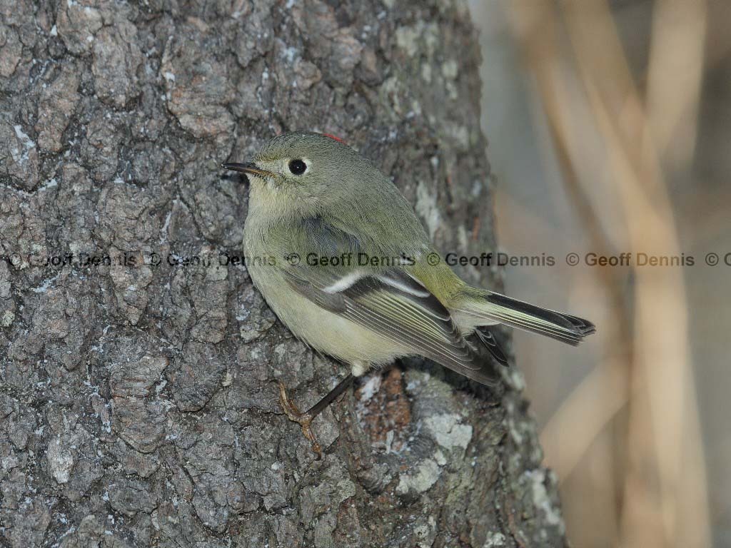RCKI-AF_Ruby-crowned-Kinglet