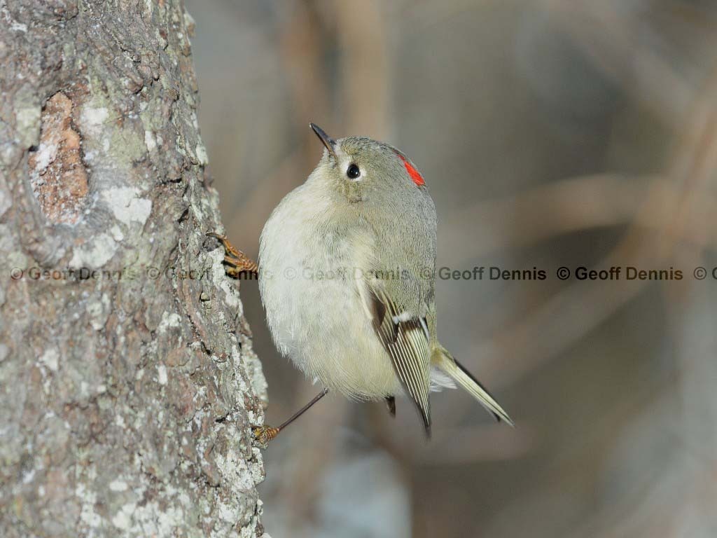 RCKI-AG_Ruby-crowned-Kinglet