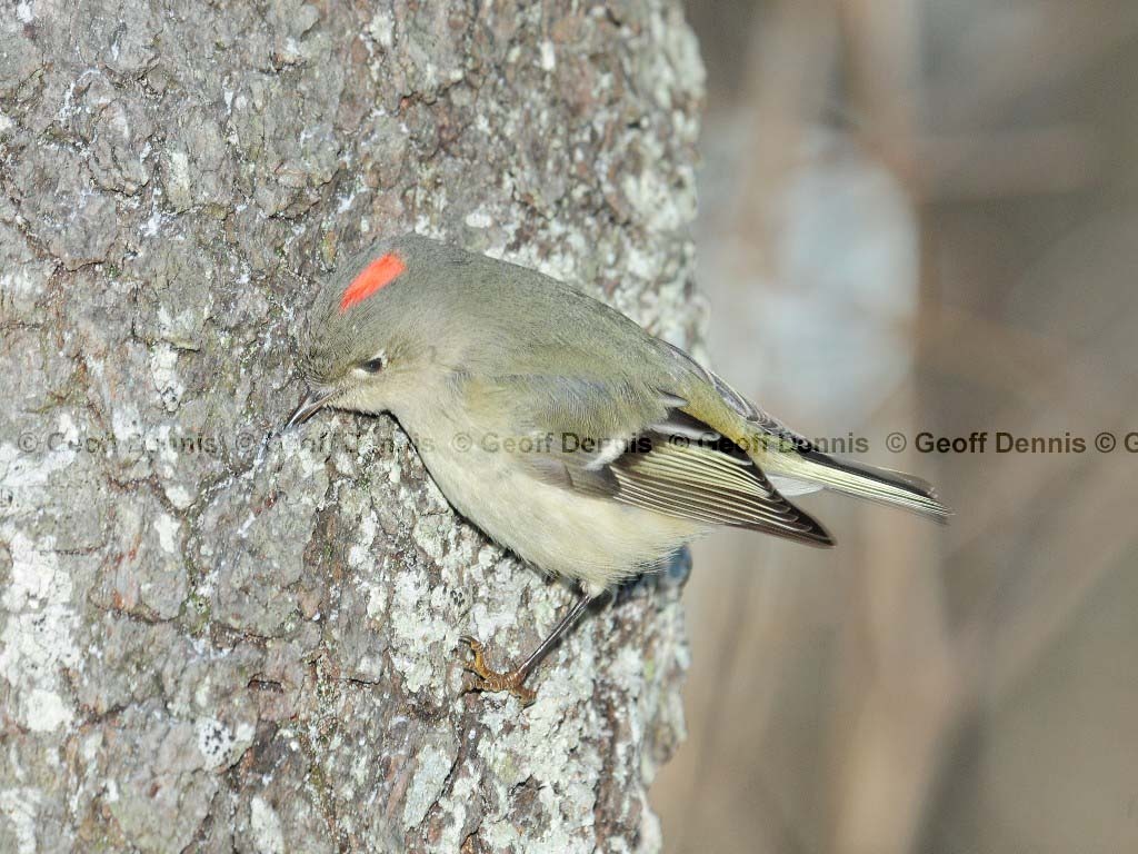 RCKI-AH_Ruby-crowned-Kinglet