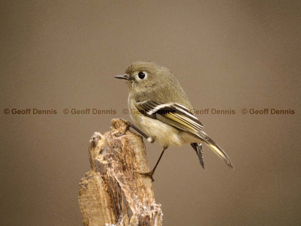 RCKI-AI_Ruby-crowned-Kinglet