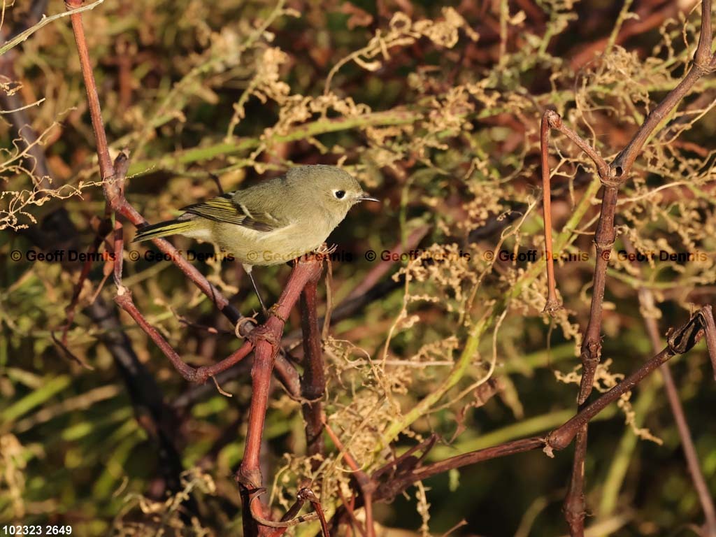 RCKI-AJ_Ruby-crowned-Kinglet