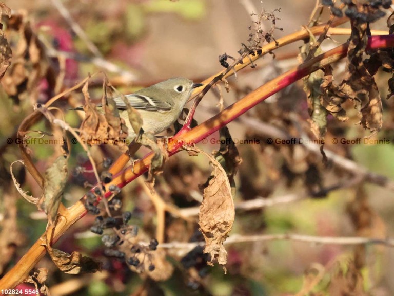 RCKI-AK_Ruby-crowned-Kinglet