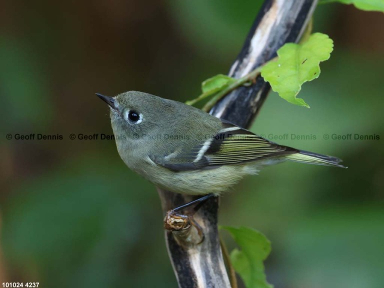 RCKI-AL_Ruby-crowned-Kinglet