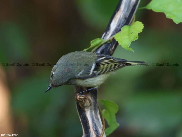 RCKI-AM_Ruby-crowned-Kinglet