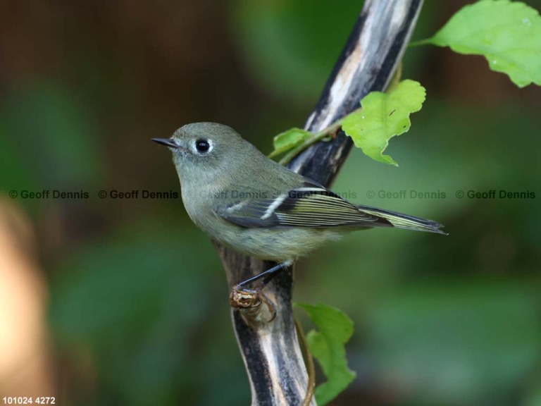 RCKI-AN_Ruby-crowned-Kinglet