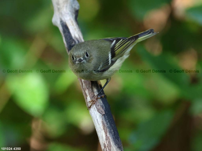 RCKI-AO_Ruby-crowned-Kinglet