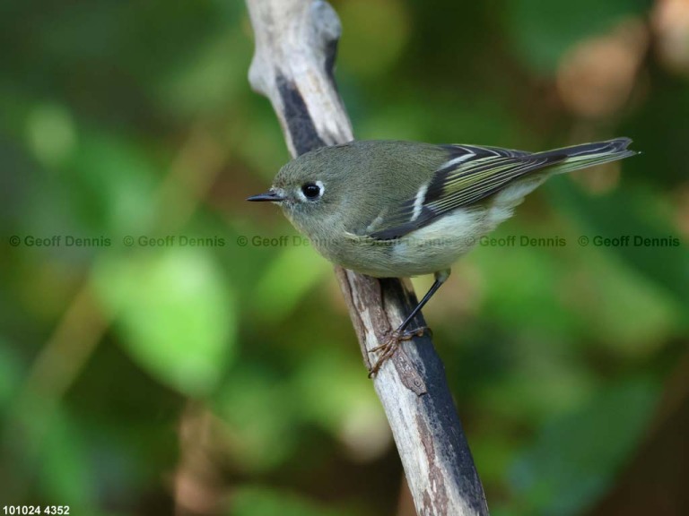 RCKI-AP_Ruby-crowned-Kinglet