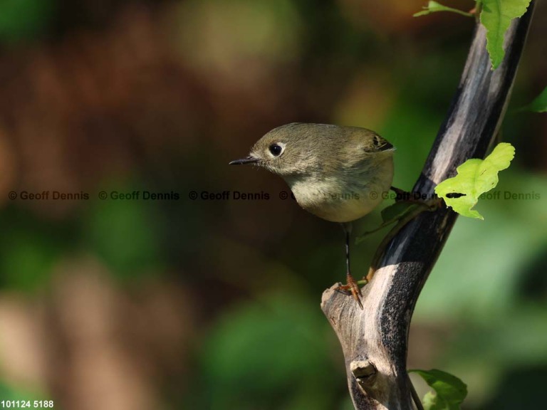 RCKI-AQ_Ruby-crowned-Kinglet