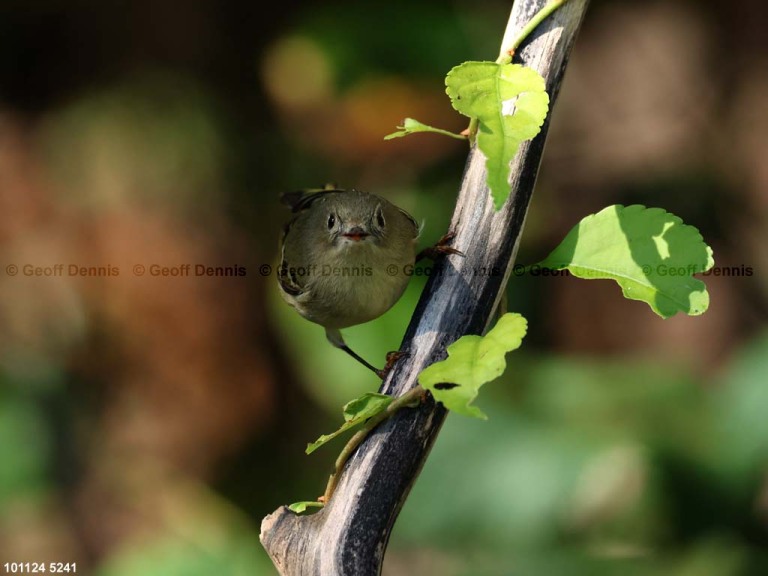 RCKI-AR_Ruby-crowned-Kinglet