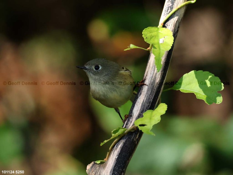 RCKI-AS_Ruby-crowned-Kinglet