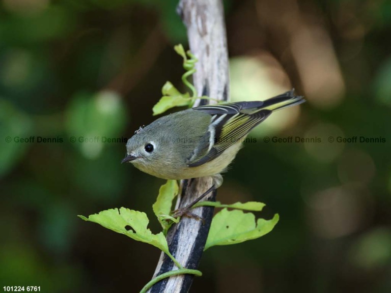 RCKI-AT_Ruby-crowned-Kinglet