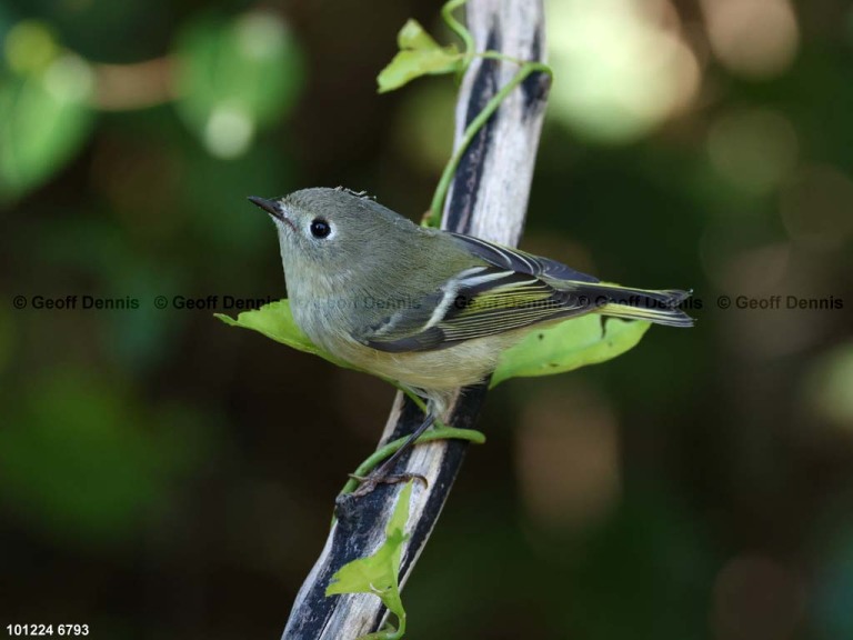 RCKI-AU_Ruby-crowned-Kinglet