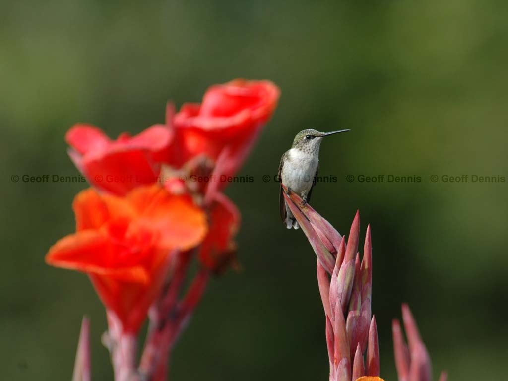 RTHU-2-AA_Ruby-throated-Hummingbird