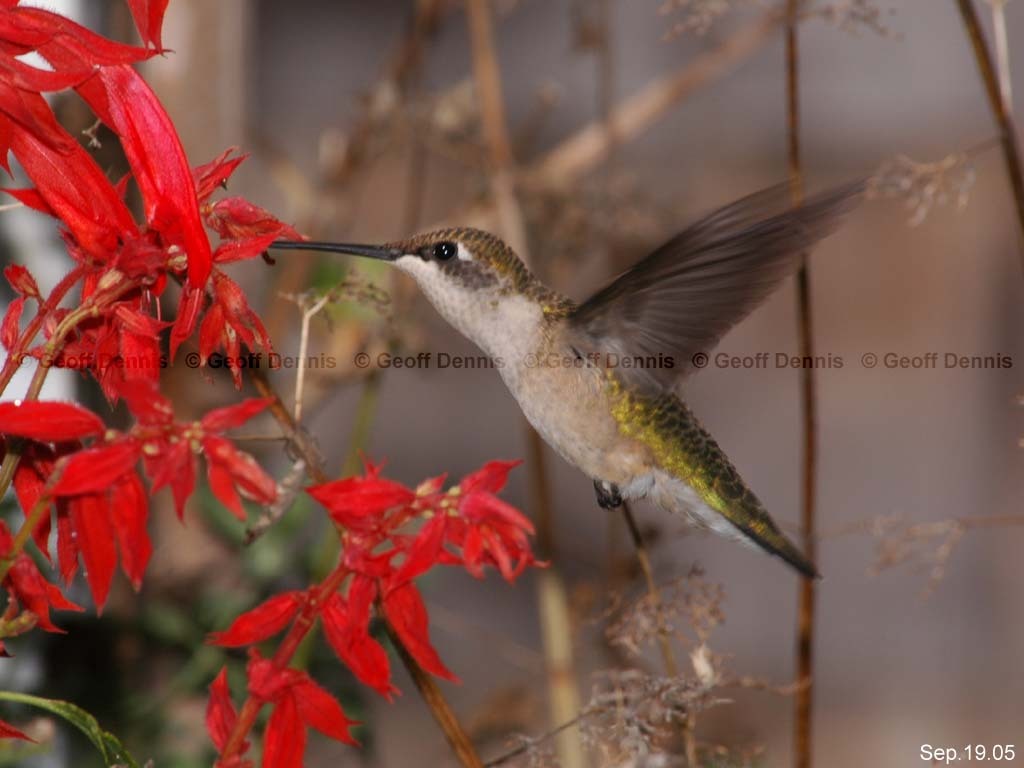 RTHU-2-AB_Ruby-throated-Hummingbird
