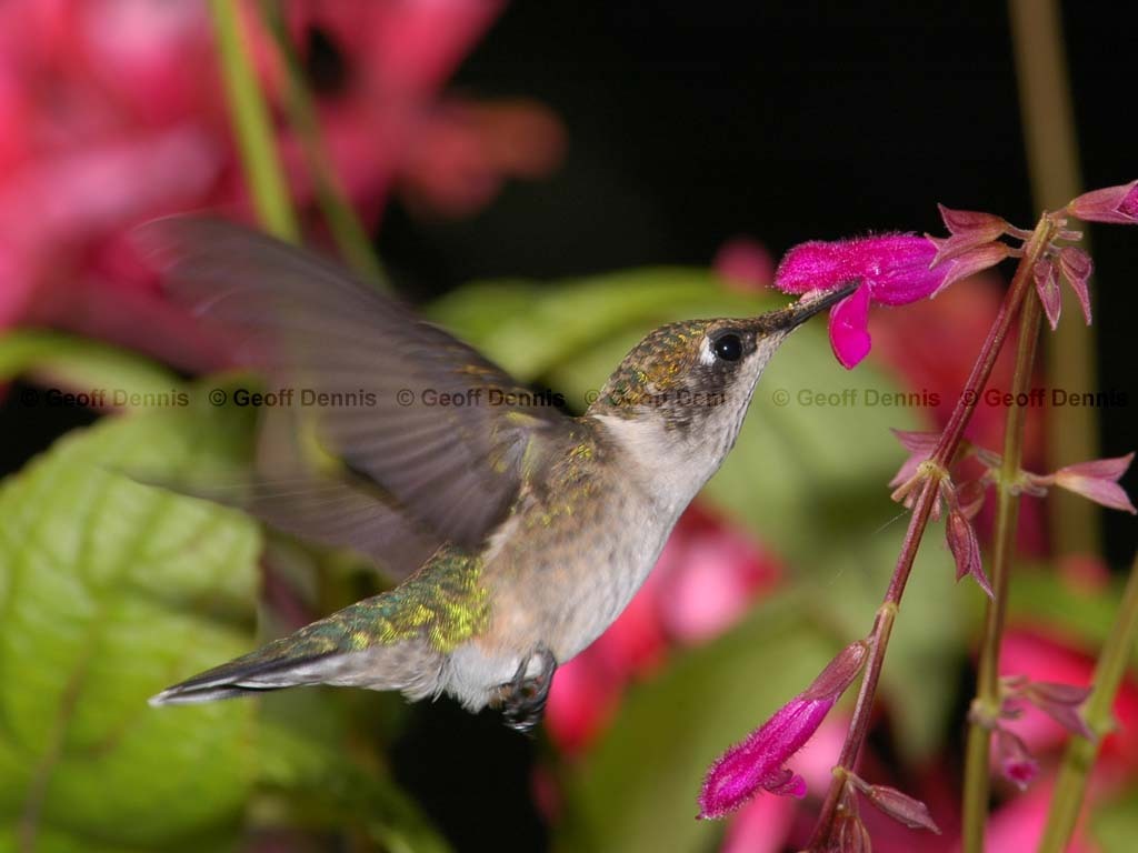 RTHU-2-AC_Ruby-throated-Hummingbird