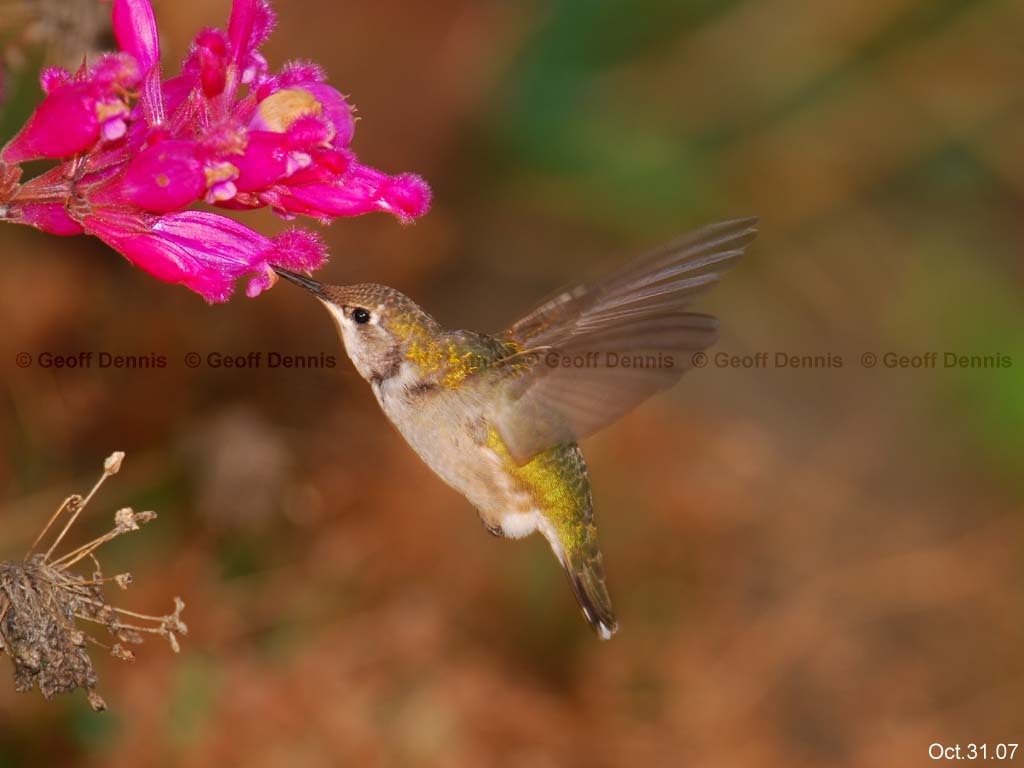 RTHU-2-AD_Ruby-throated-Hummingbird