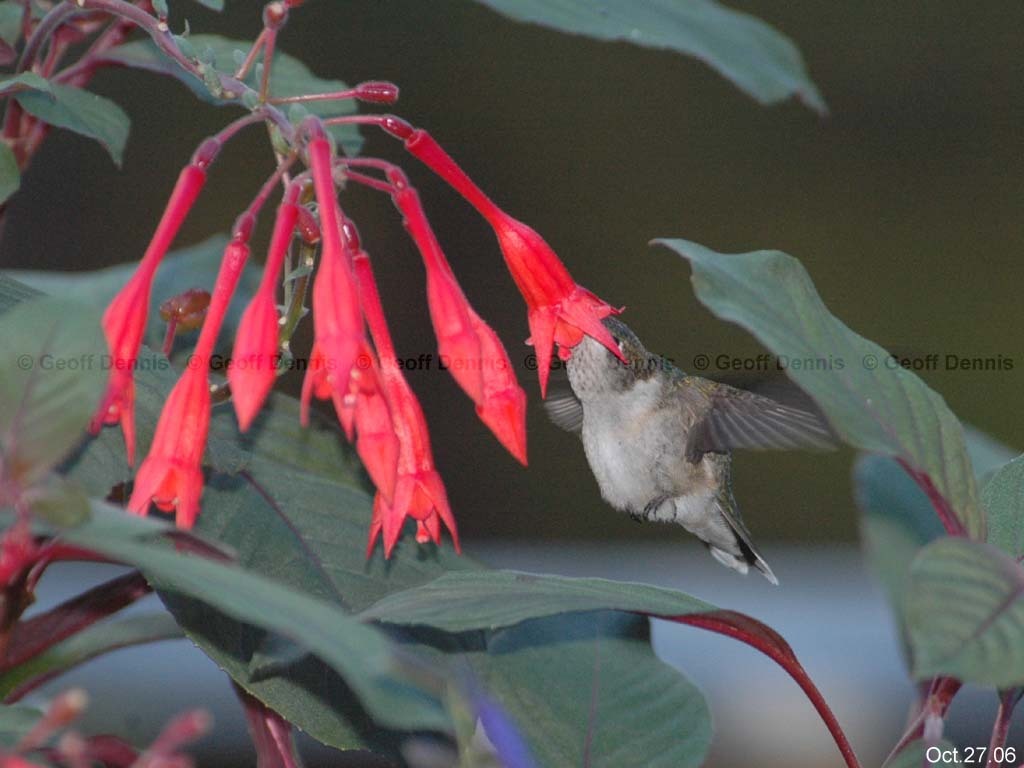 RTHU-2-AE_Ruby-throated-Hummingbird