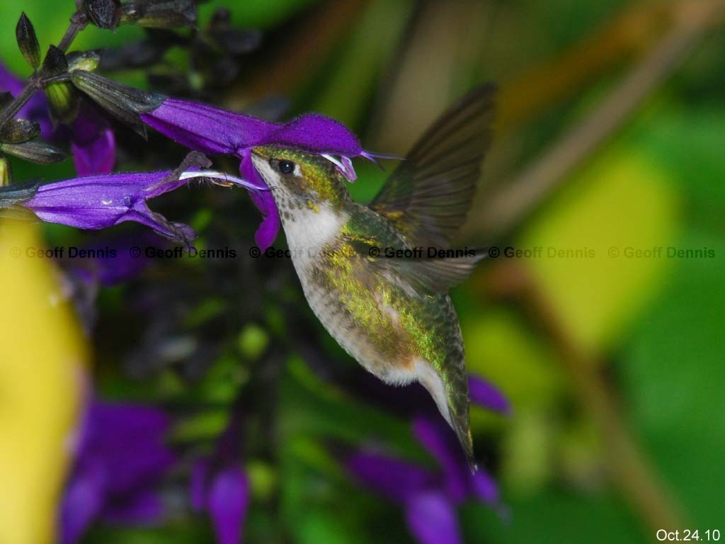 RTHU-2-AF_Ruby-throated-Hummingbird