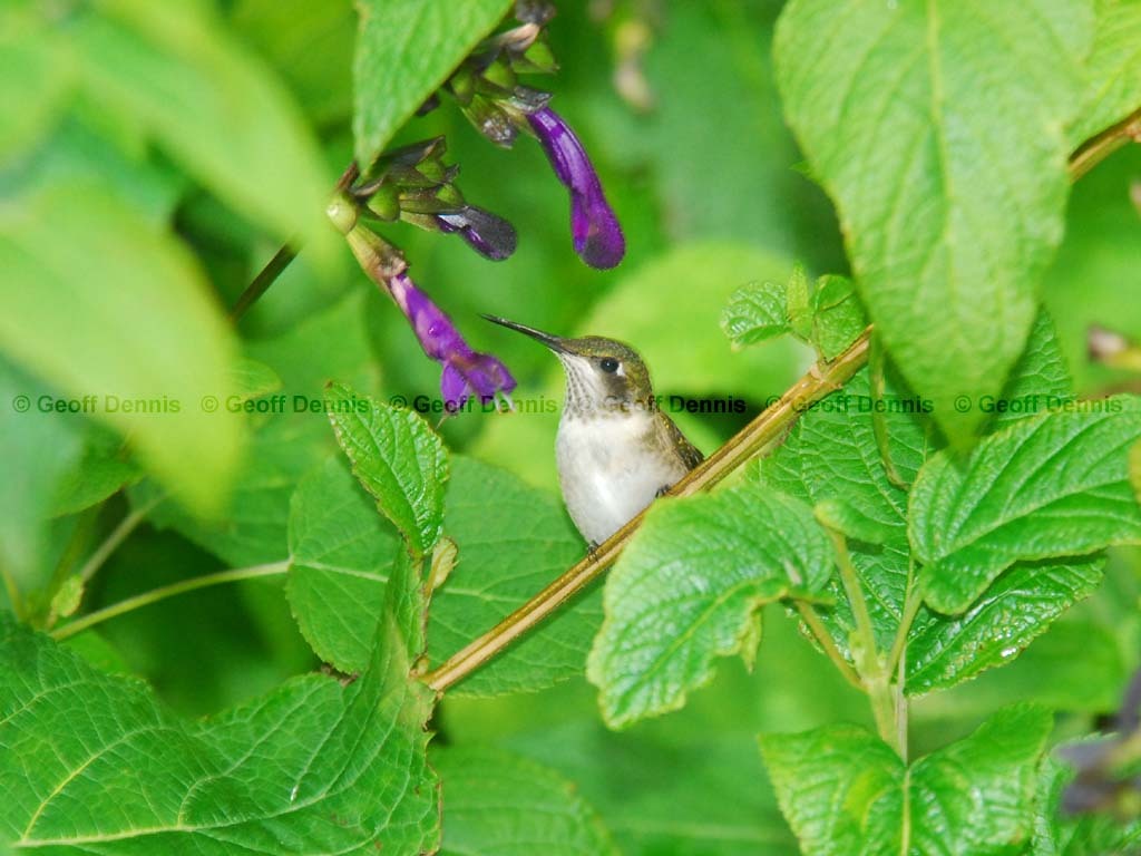 RTHU-2-AG_Ruby-throated-Hummingbird