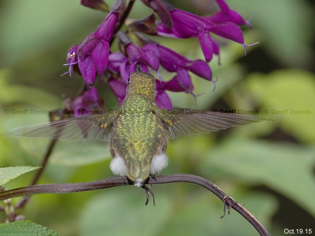 RTHU-2-AH_Ruby-throated-Hummingbird