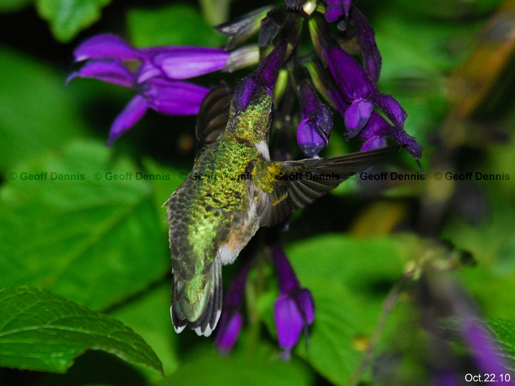 RTHU-2-AI_Ruby-throated-Hummingbird