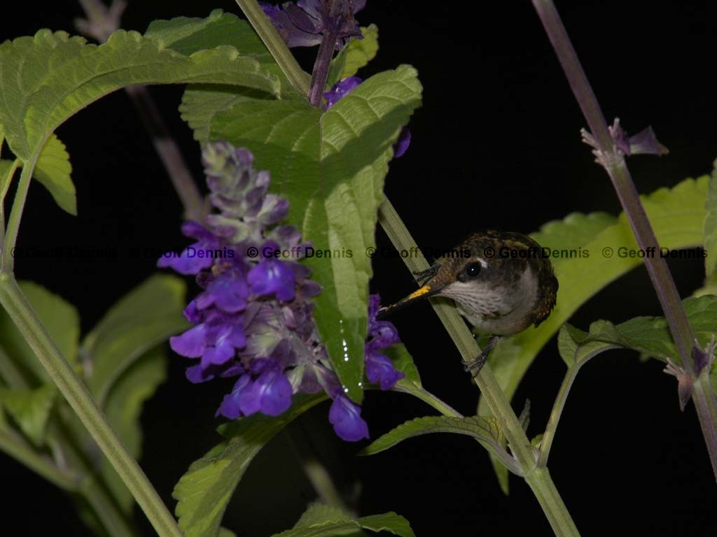 RTHU-2-AJ_Ruby-throated-Hummingbird