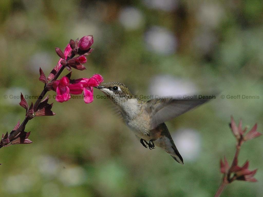 RTHU-2-AK_Ruby-throated-Hummingbird
