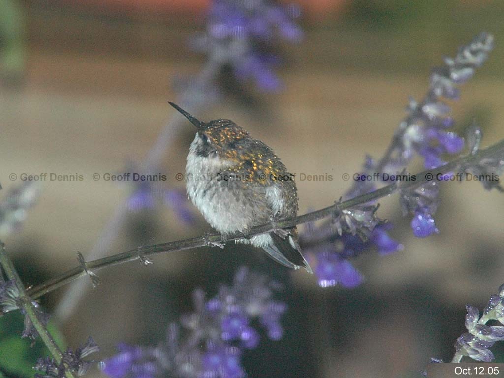 RTHU-2-AL_Ruby-throated-Hummingbird