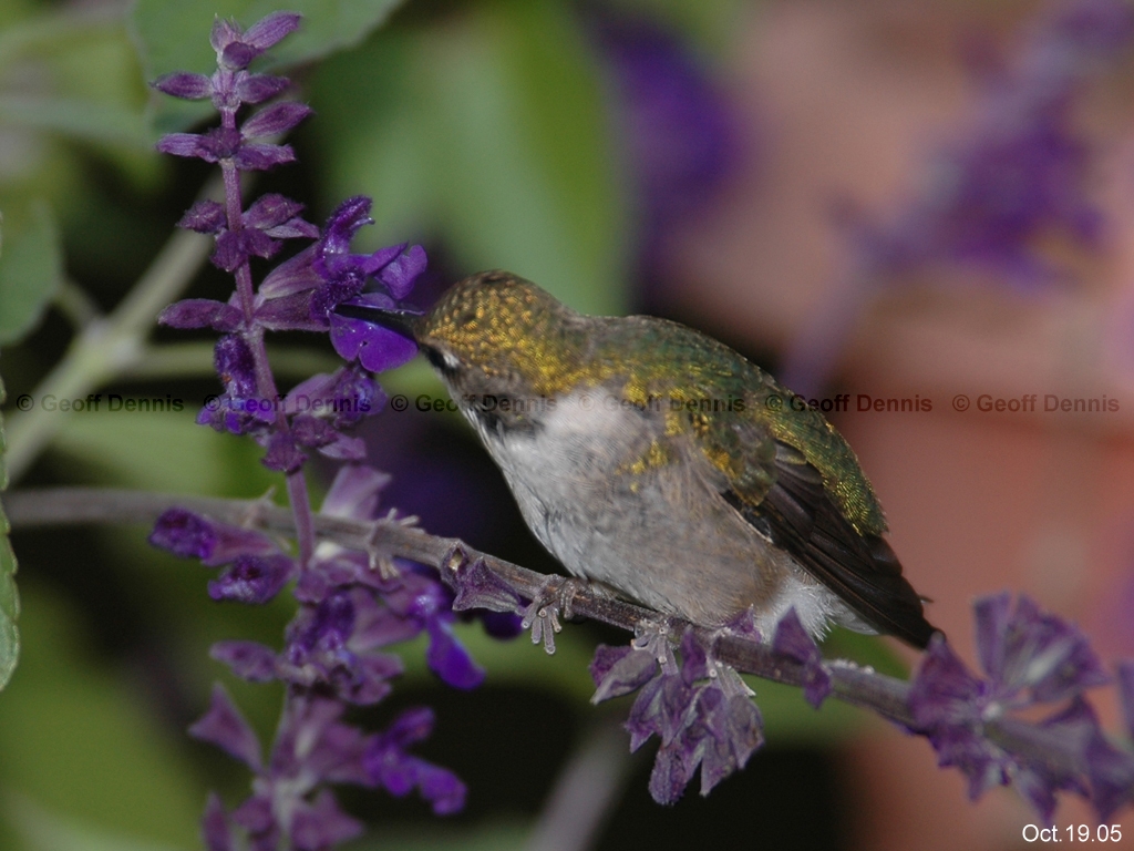 RTHU-2-AM_Ruby-throated-Hummingbird