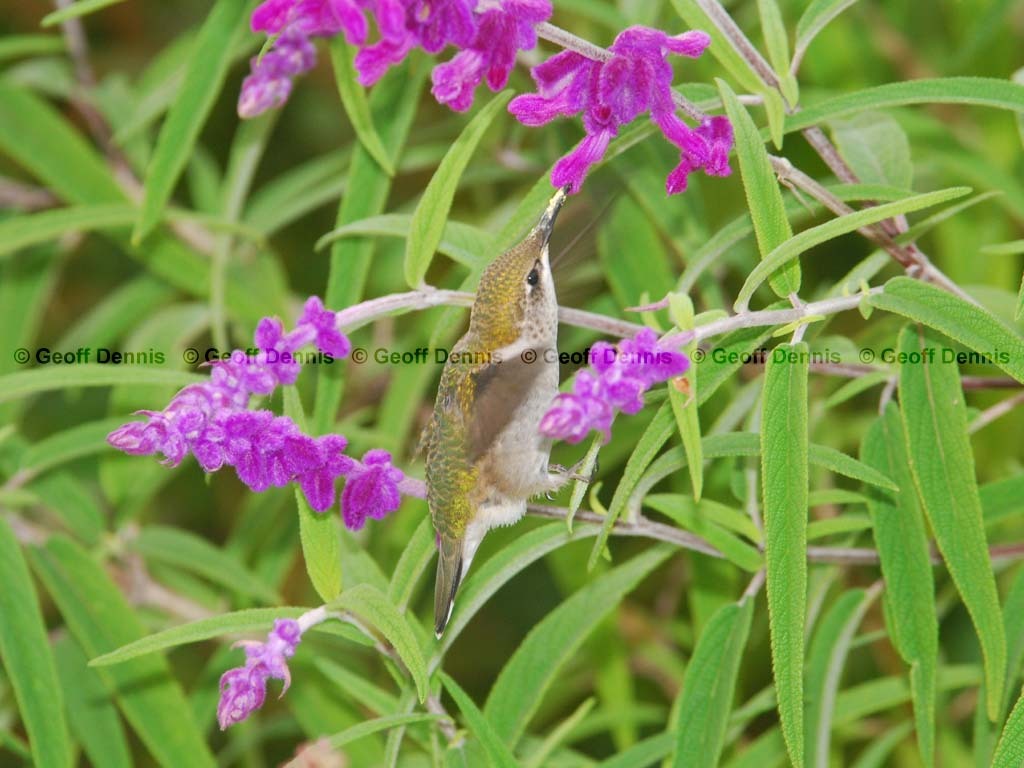 RTHU-2-AN_Ruby-throated-Hummingbird