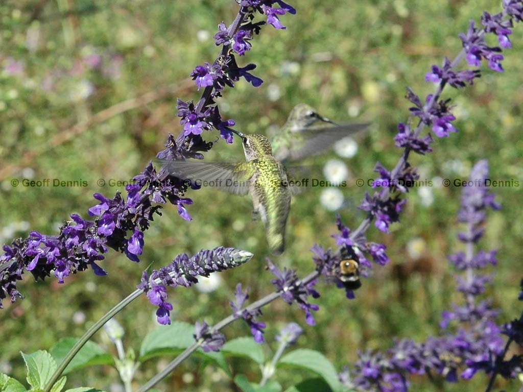 RTHU-2-AO_Ruby-throated-Hummingbird