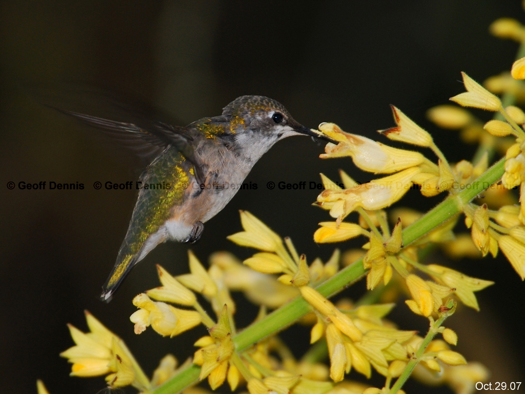 RTHU-2-AP_Ruby-throated-Hummingbird