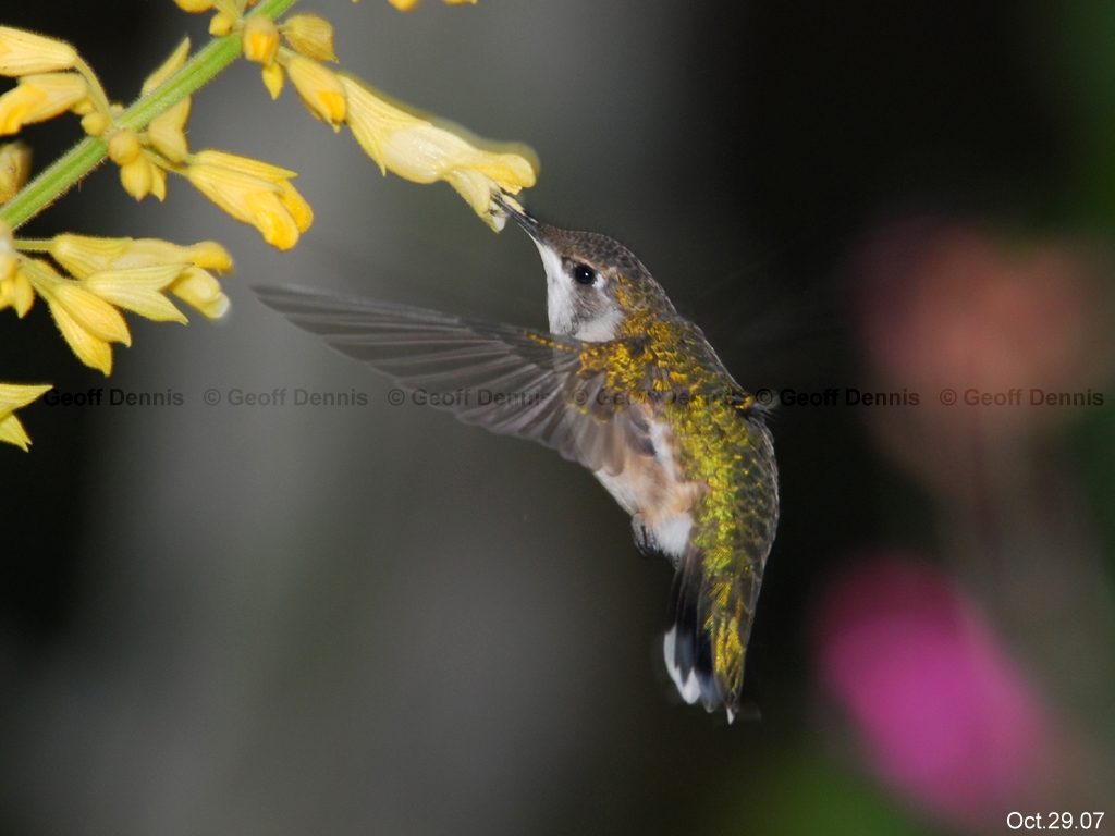 RTHU-2-AQ_Ruby-throated-Hummingbird