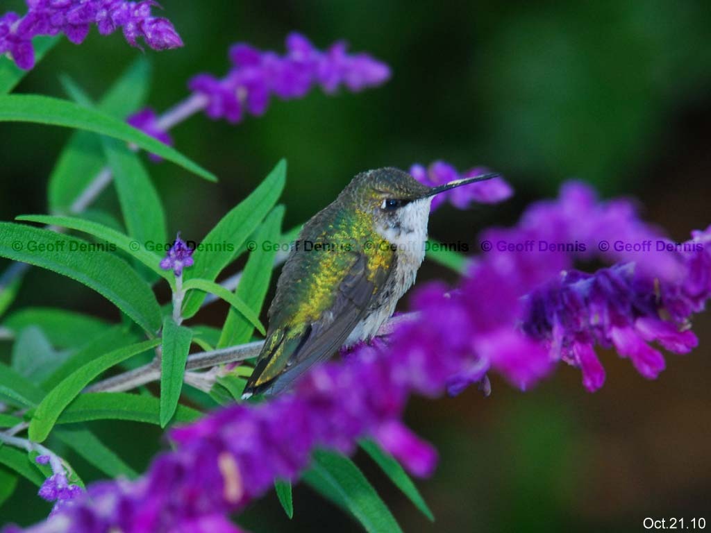 RTHU-2-AR_Ruby-throated-Hummingbird
